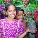 Moringa Tree