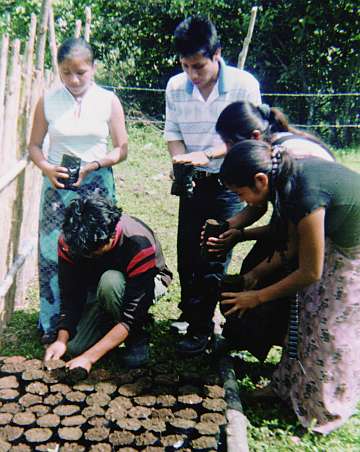 seedlings