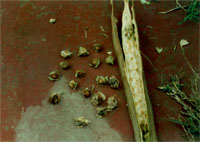 Seeds